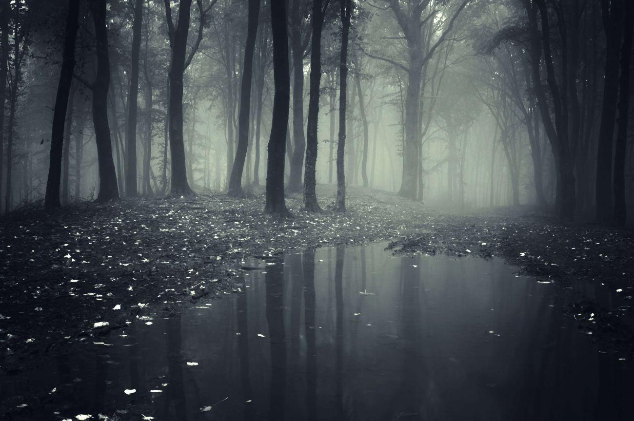 Fog Puddle Dark Black Forests Nature HD Wallpaper