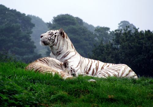 Beautiful White Tigers Animals Hd Wallpaper
