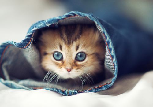 Cat Inside Jeans Kittens Animals Hd Wallpaper