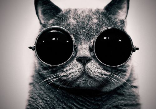 Black Cats Sunglasses Hippie Animals Wallpaper