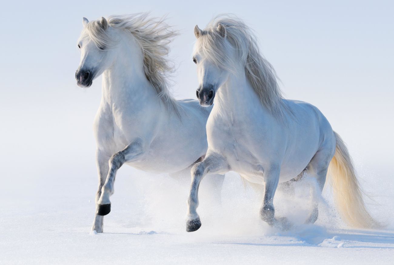 White Horses Run Snow Winter Animals Wallpaper
