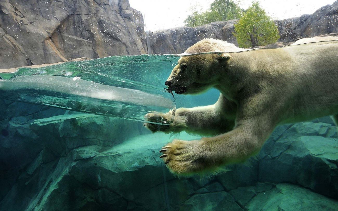 Nderwater Ice Water Polar Bear Hd Wallpaper