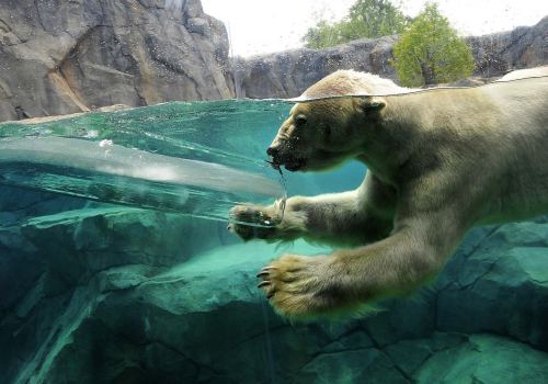Nderwater Ice Water Polar Bear Hd Wallpaper